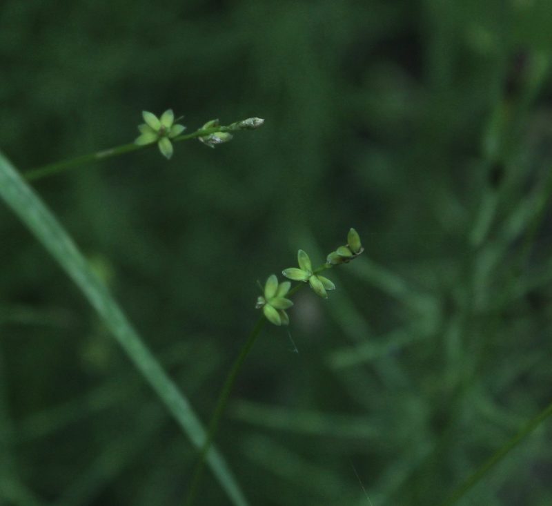 Carex loliacea, photographed by nina_nesterova