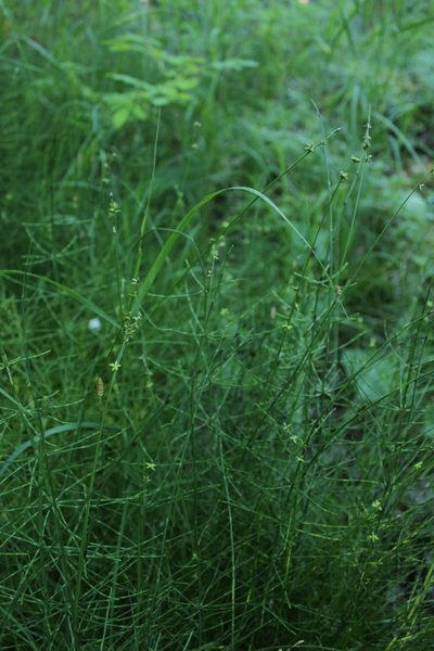 Carex loliacea, photographed by nina_nesterova