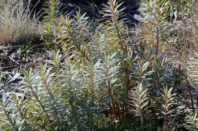 Euphorbia glauca, photographed by Mike Bowie