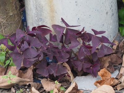 Oxalis triangularis, photographed by 葉子