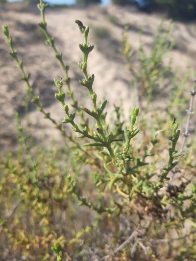 Soda oppositifolia, photographed by Rafael Medina
