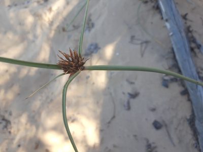 Cyperus capitatus, photographed by Rafael Medina