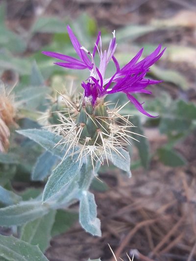 Centaurea seridis, photographed by Rafael Medina