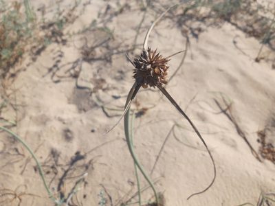 Cyperus capitatus, photographed by Rafael Medina