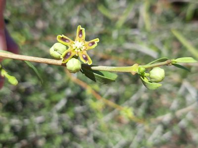 Periploca angustifolia, photographed by Rafael Medina