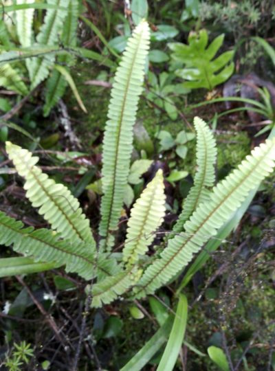 Nephrolepis flexuosa, photographed by Joe Potter Butler