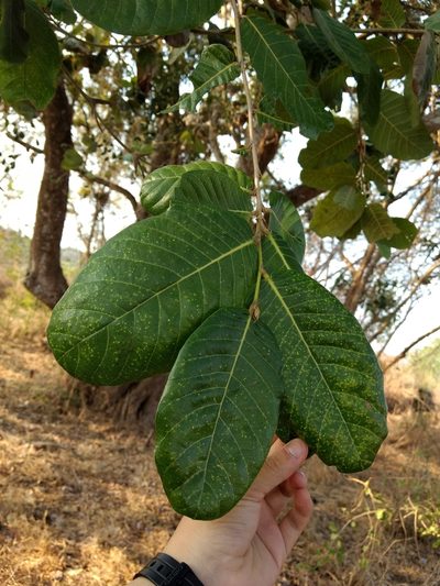 Microdesmia arborea, photographed by Diana Fuentes