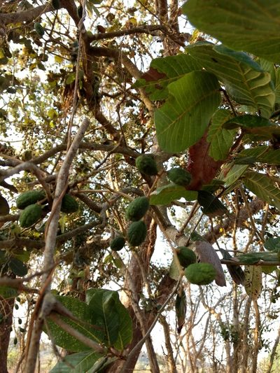 Microdesmia arborea, photographed by Diana Fuentes
