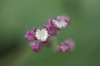 Nanocnide japonica, photographed by Licheng Shih