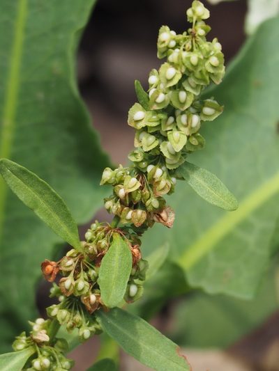 Rumex japonicus, photographed by 葉子