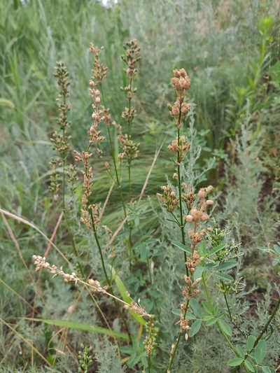 Silene chersonensis, photographed by KAnatoliy