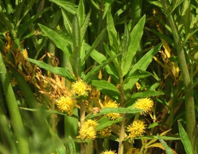 Lysimachia thyrsiflora, photographed by Анна Васильченко