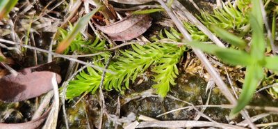 Lycopodiella inundata, photographed by Thomas Gyselinck