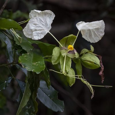 Cadaba trifoliata, photographed by Paulmathi Vinod