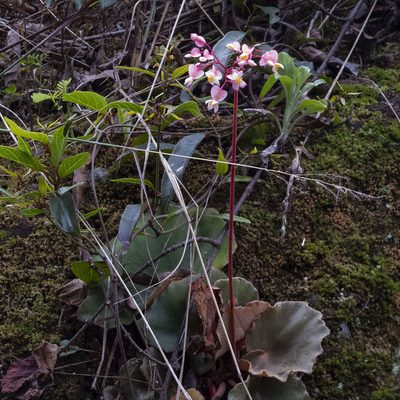 Begonia floccifera, photographed by Paulmathi Vinod