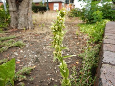 Epipactis phyllanthes, photographed by pete_gateley