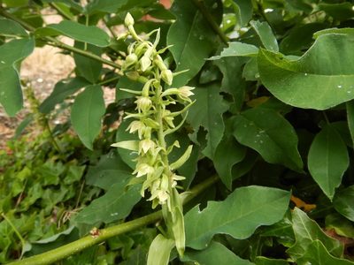 Epipactis phyllanthes, photographed by pete_gateley