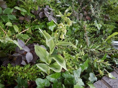 Epipactis phyllanthes, photographed by pete_gateley