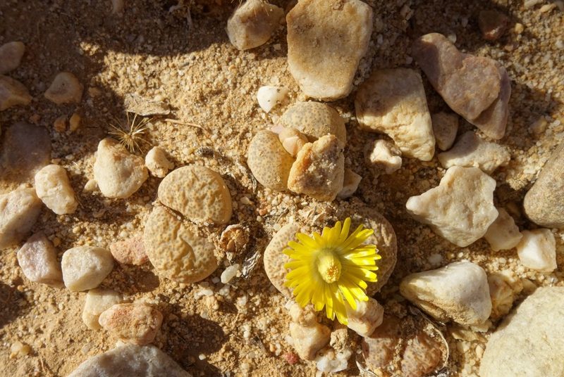 Lithops localis, photographed by Thibaud Aronson