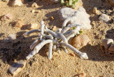 Anacampseros ustulata, photographed by Thibaud Aronson