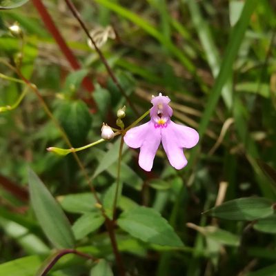 Impatiens goughii, photographed by Paulmathi Vinod