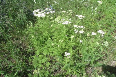 Achillea nobilis, photographed by Татьяна Горбушина