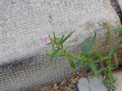Misopates orontium, photographed by Duarte Frade