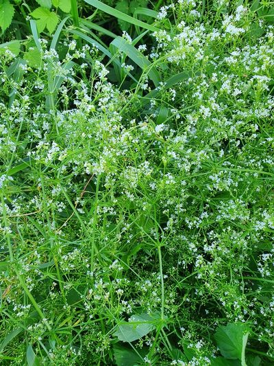 Galium pseudorivale, photographed by Анна Митрошенкова