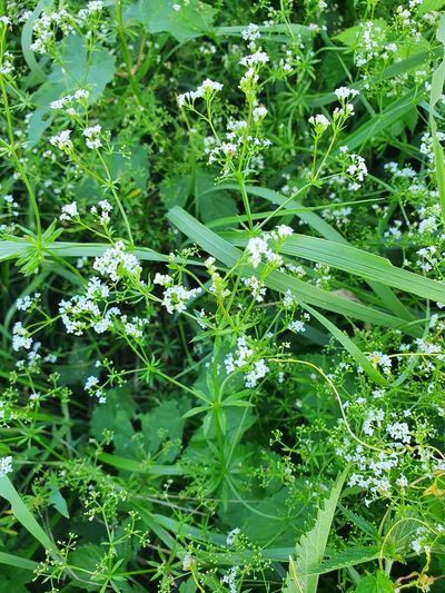 Galium pseudorivale, photographed by Анна Митрошенкова