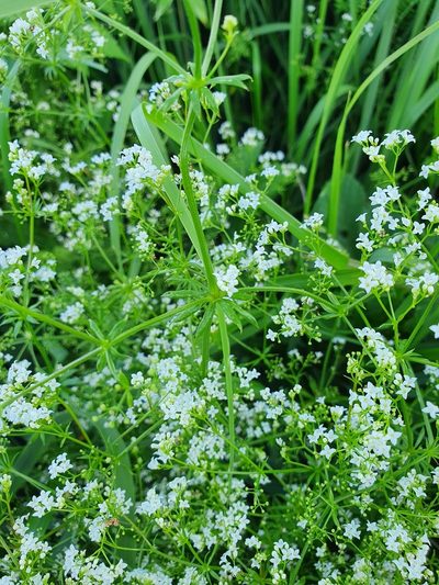 Galium pseudorivale, photographed by Анна Митрошенкова
