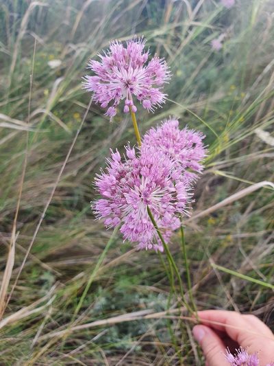 Allium lineare, photographed by Анна Митрошенкова