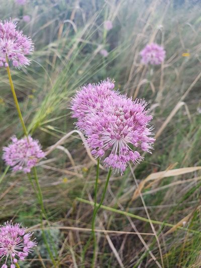 Allium lineare, photographed by Анна Митрошенкова