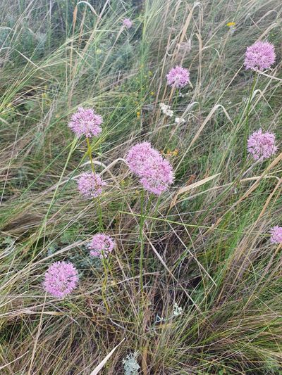 Allium lineare, photographed by Анна Митрошенкова