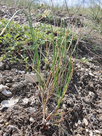 Allium cretaceum, photographed by Анна Митрошенкова