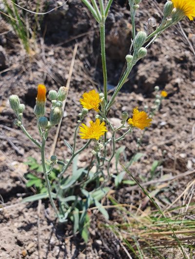 Pilosella echioides, photographed by Анна Митрошенкова