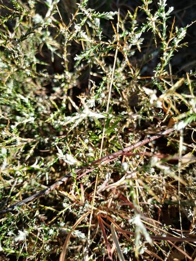 Pterothrix spinescens, photographed by Ricus Nel