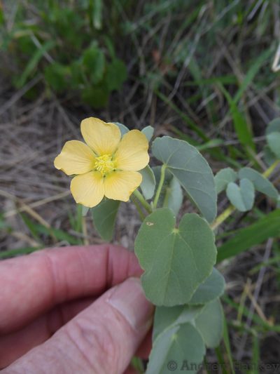 Abutilon austroafricanum, photographed by Andrew Hankey