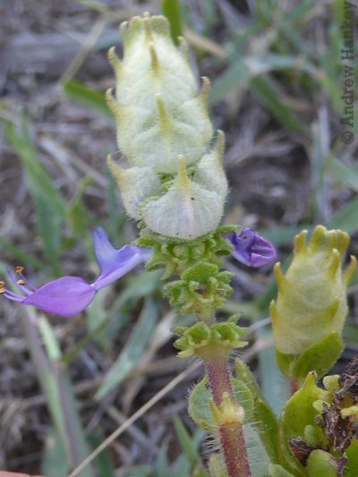 Coleus caninus, photographed by Andrew Hankey