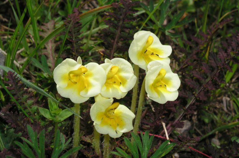 Pedicularis cranolopha, photographed by desertnaturalist