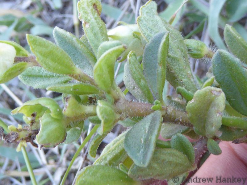 Coleus caninus, photographed by Andrew Hankey