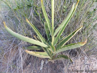 Kalanchoe brachyloba, photographed by Andrew Hankey