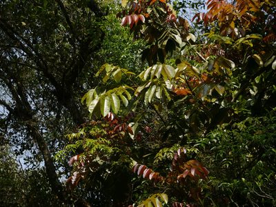 Canarium strictum, photographed by Dinesh Valke