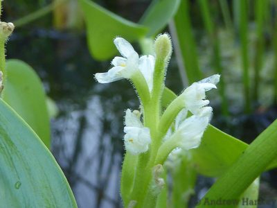 Heteranthera callifolia, photographed by Andrew Hankey