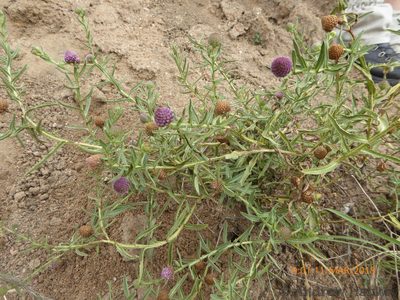 Sphaeranthus peduncularis, photographed by Andrew Hankey