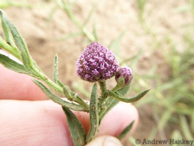 Sphaeranthus peduncularis, photographed by Andrew Hankey