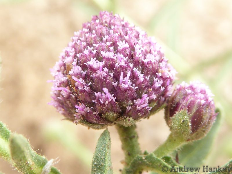 Sphaeranthus peduncularis, photographed by Andrew Hankey