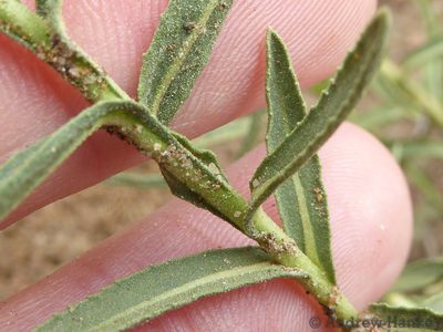 Sphaeranthus peduncularis, photographed by Andrew Hankey