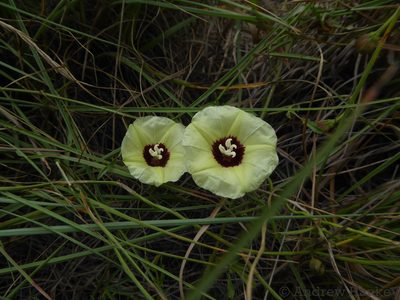 Merremia palmata, photographed by Andrew Hankey