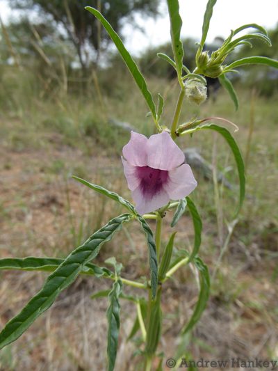 Sesamum triphyllum, photographed by Andrew Hankey