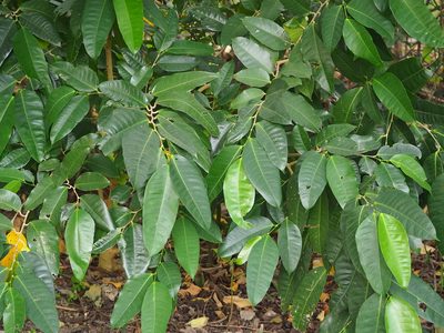 Ficus virgata, photographed by 葉子